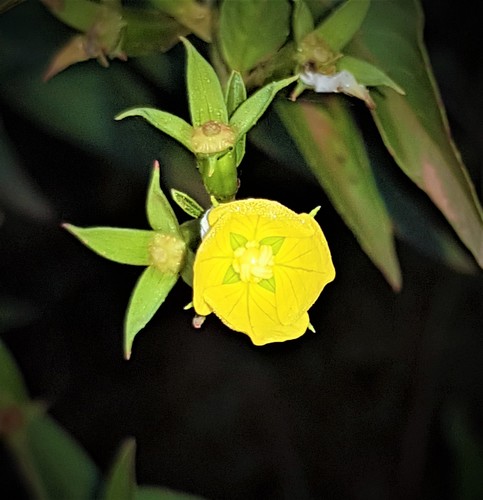 Ludwigia nervosa (Ludwigia nervosa)