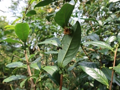 Theaceae