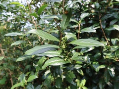 Theaceae