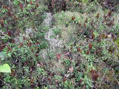 Rhododendron tolmachevii