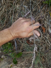 Eragrostis interrupta