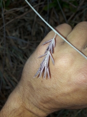 Eragrostis interrupta