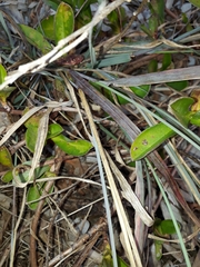 Eragrostis interrupta