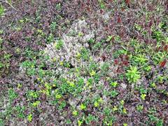 Rhododendron tolmachevii