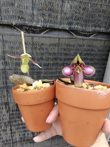 Canh's Paphiopedilum (Paphiopedilum canhii)