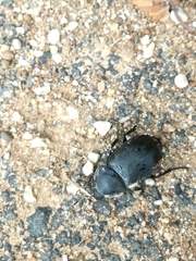 Ablattaria laevigata