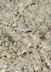 Paratettix cucullatus