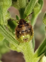 Stagonomus bipunctatus