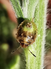 Stagonomus bipunctatus