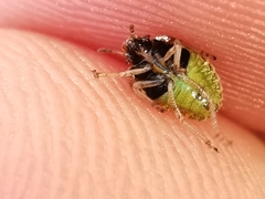 Stagonomus bipunctatus