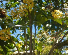 Dendrobium gracilicaule