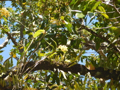 Dendrobium gracilicaule