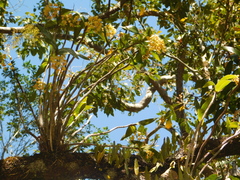 Dendrobium gracilicaule