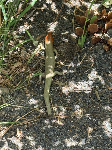 iNaturalist observation photo of Gilbert's Skink