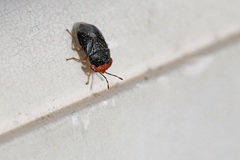 Geocoris erythrocephalus