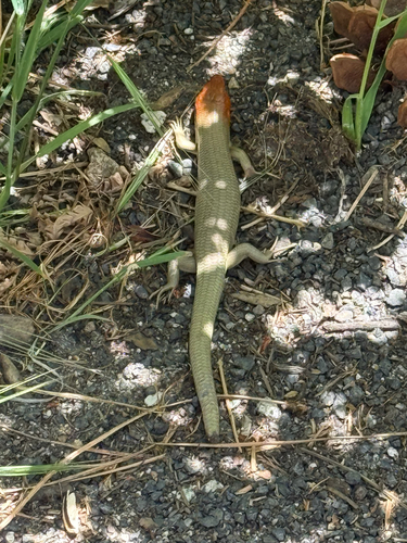 iNaturalist observation photo of Gilbert's Skink
