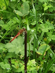 Sympetrum frequens