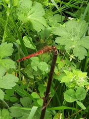 Sympetrum frequens