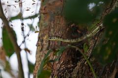 Psammophis lineatus