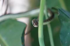 Psammophis lineatus