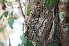 Psammophis lineatus