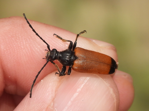 Trigonarthris atrata