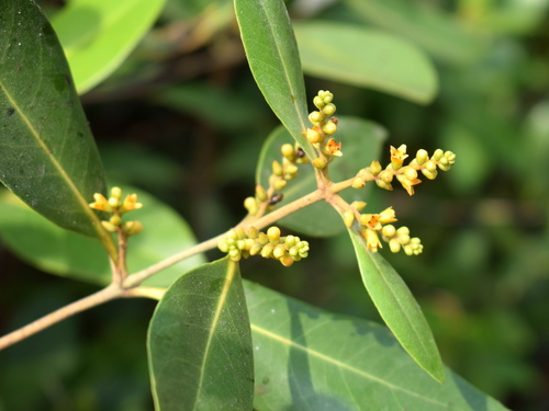 Avicennia alba (Avicennia alba)