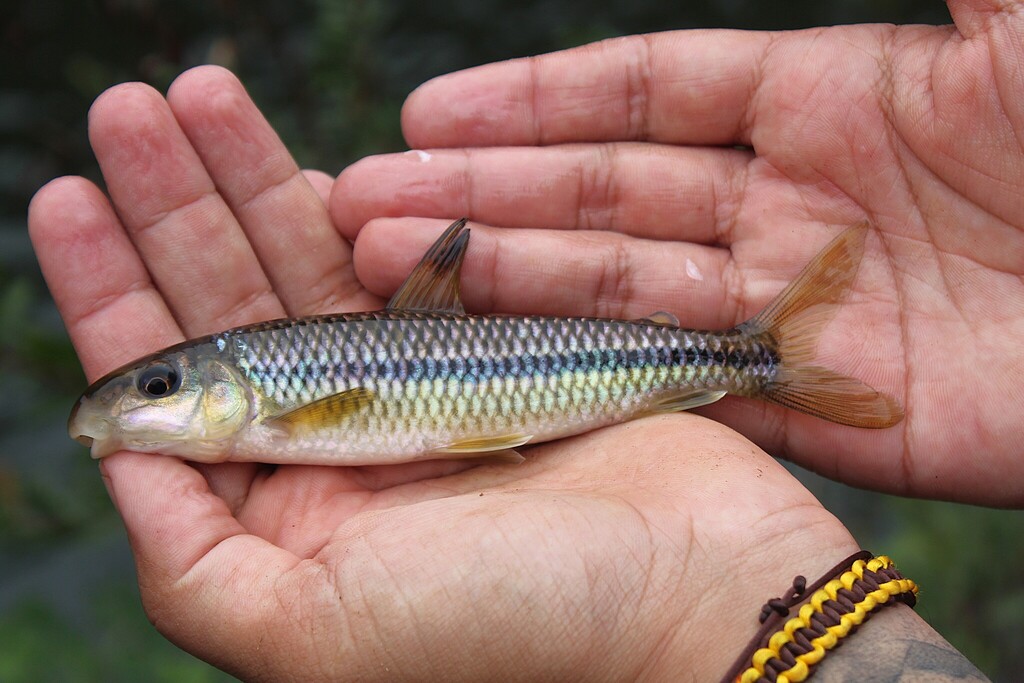 Leporinus amblyrhynchus