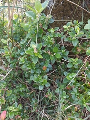 Rhagodia candolleana