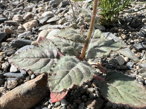 Chylismia heterochroma (Chylismia heterochroma)
