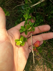 Rhagodia candolleana