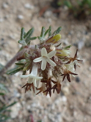 Ipomopsis spicata tridactyla