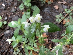 Galeopsis segetum