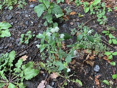 Galeopsis segetum