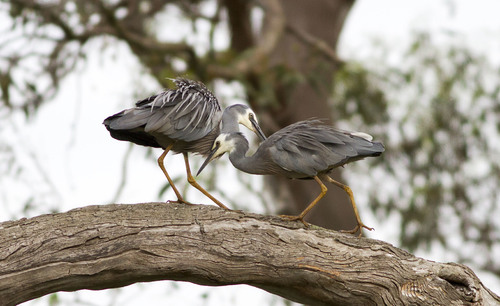 White-faced Heron, photo 2 of 10