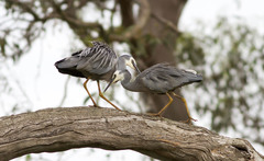 White-Faced Heron photo 4