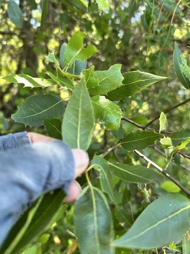 Shreve oak (Quercus parvula)