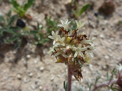 Ipomopsis spicata tridactyla