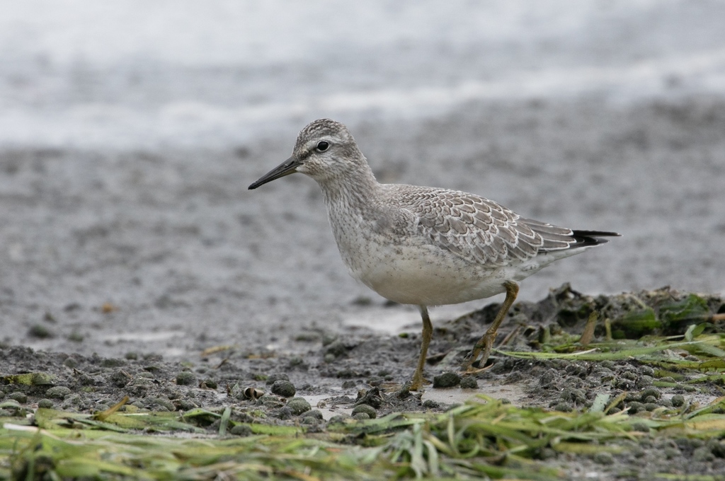Foto de Red Knot