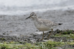 Red Knot