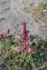Amaranthus hypochondriacus
