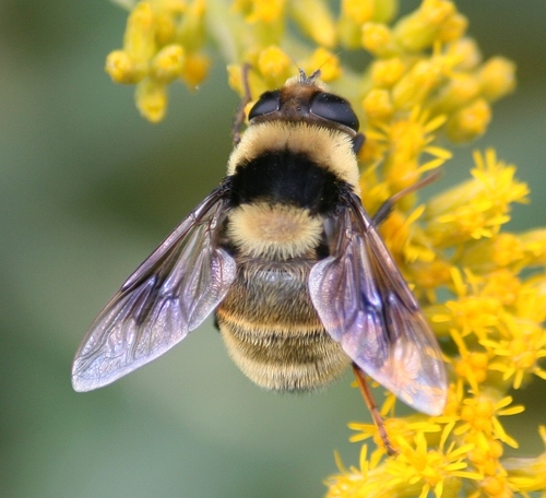 Orange-legged Drone Fly