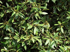 Avicennia alba