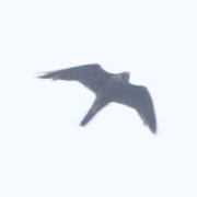 Avistamiento Halcón peregrino