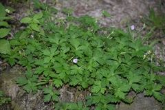 Geranium nepalense