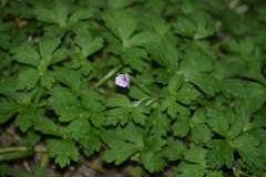 Geranium nepalense