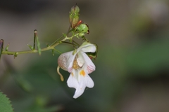 Impatiens devendrae
