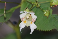 Impatiens devendrae