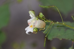 Impatiens devendrae