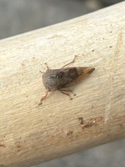 Cyrtolobus tuberosus